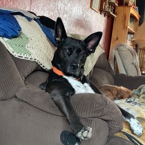 Meet your Posher, Rain